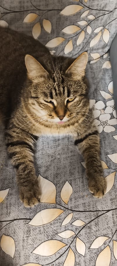 A tabby cat with brown and black stripes is lying down on a patterned fabric surface. The cat is facing the camera, with its eyes partially closed and its tongue sticking out slightly. Its paws are extended in front of it. The fabric has a gray background with a pattern of light-colored leaves and thin black stems. The scene appears to be indoors, possibly on a bed or couch. There is no information available to indicate the location in Kondrovo, Russia.