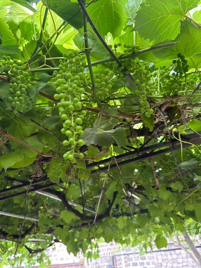 A low-angle outdoor shot captures a close-up view of green grape clusters hanging from vines, their leaves and tendrils intertwined with a metal trellis structure. The scene is set in Bavra, Georgia, with blurred brickwork visible in the background, suggesting a residential or agricultural setting. The lighting is natural, with sunlight filtering through the leaves, creating a dappled effect. There are no people or animals present in the image. The focus is on the natural elements of the vineyard, highlighting the growth and texture of the young grapes and foliage.