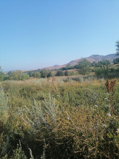A wide-angle outdoor shot captures a sunlit landscape with a clear blue sky. In the foreground, a dense field of tall, dry grasses and green shrubs with small white and purple flowers stretches across the frame. A few taller, reddish-brown seed stalks stand out among the foliage. In the midground, more vegetation, including trees and power lines, dot the landscape. In the background, rolling hills with sparse trees rise against the horizon. The overall scene depicts a natural, rural environment under a bright sky.