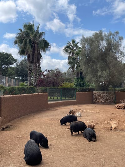 The image displays an outdoor animal enclosure within the Safari Zoo Sa Coma in Sant Llorenç des Cardassar, Spain. The foreground and midground consist of light brown dirt ground. Five black pot-bellied pigs are observed: four are foraging with their heads down, and one is resting, curled on its side. Further back in the enclosure, a light brown horned animal, possibly a gazelle or goat, is lying down next to a white resting animal, consistent with a sheep or goat. The enclosure is contained by a low, textured, reddish-brown wall in the foreground, which transitions into a green metal fence that separates the animal area from a path beyond. The background features lush vegetation, including multiple large palm trees, dense green shrubs, and a prominent silvery-green tree on the right. The sky is partly cloudy with white cumulus clouds against a blue background, traversed by overhead utility lines. No human subjects are visible.