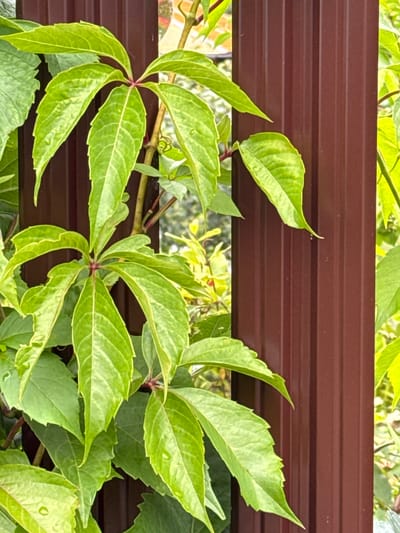 The image shows a close-up view of vibrant green leaves of a vine plant against a dark brown corrugated metal fence. The leaves are palmately compound, with each leaf divided into five to seven leaflets. The leaflets are serrated along the edges and have a slightly wavy texture. Some leaves have small water droplets on them, suggesting recent rain or dew. The vine is growing along the fence, with its stems and tendrils visible. The fence appears to be a modern, utilitarian structure, possibly part of a garden or property boundary. The background is blurred, showing more greenery and possibly other parts of the outdoor environment. There are no people or animals visible in the image. The scene appears to be an outdoor setting in a residential or suburban area, likely in the city of Затишье Снт, Russia, given the context.