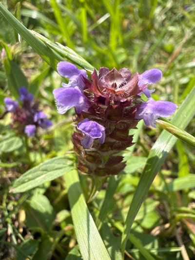 In Saulkalne, Latvia, a close-up shot captures a small cluster of purple flowers with reddish-brown bracts, possibly self-heal (Prunella vulgaris), growing amongst green grass. The flowers are in focus, showing delicate petals and textured bracts. The background is blurred, indicating a shallow depth of field, with more out-of-focus foliage and hints of sunlight. The scene is outdoors, suggesting a natural setting like a field or garden.