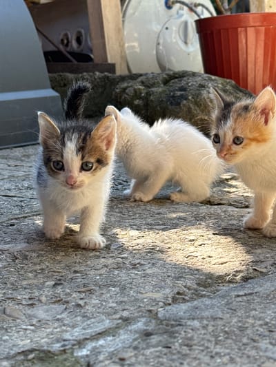 Three kittens are on a stone surface outdoors. The kitten in the foreground on the left is a tabby and white, facing forward. To its right, a white kitten is partially visible, facing away from the camera. Further to the right, another kitten with calico markings (white, orange, and black) is looking to the right. In the background, a large rock is visible, and behind that, a portion of a red potted plant and a white object are present. The scene appears to be in an outdoor area, possibly a yard or alleyway in the city of Srednia, Bulgaria.