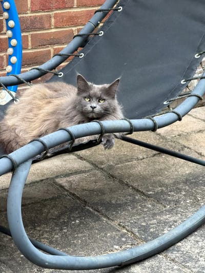 A long-haired grey cat with green eyes is resting on a grey sling chair outdoors. The chair is situated on a paved patio area, with a red brick wall visible in the background. The cat is lying down with its paws extended. The scene appears to be in a residential garden setting. There is no information about the city of Kenningtons, United Kingdom in the image.