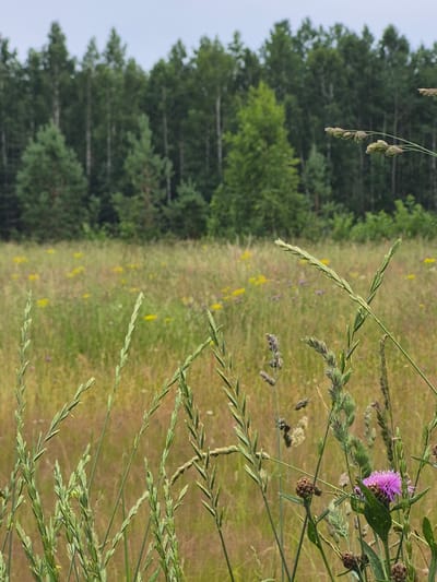 The image captures a close-up view of a grassy meadow with a forest in the background. The foreground is dominated by various types of grasses, some with seed heads, and a single vibrant purple thistle flower. The meadow itself is dotted with small yellow flowers, suggesting a late spring or summer scene. The background features a dense stand of coniferous trees, their dark green foliage creating a stark contrast with the lighter greens and yellows of the meadow.
The lighting suggests it is daytime, likely under an overcast sky, as there are no harsh shadows and the overall light is diffused. The orientation of the image is portrait, and it is rotated 90 degrees counter-clockwise, making the meadow appear to run vertically from top to bottom and the forest line horizontally across the left side.
No people are visible in the image. The focus is on the natural elements of the meadow and forest. The overall mood is tranquil and naturalistic. The location cues from the prompt, "Sooblase, Estonia," place this scene in a temperate forest and meadow landscape typical of the region. There is no visible text in the image.
