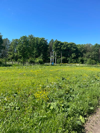 The image depicts a sunlit meadow with a clear blue sky. The meadow is characterized by abundant green grass and numerous small yellow wildflowers. In the background, a dense line of deciduous trees forms a natural border. Behind the trees, a few utility poles with electrical wires are visible. The foreground of the image shows a path or road on the right side, with dry soil and sparse vegetation. There are no people or animals visible in the scene. The location is identified as a meadow in the city of Tervolovo, Russia.