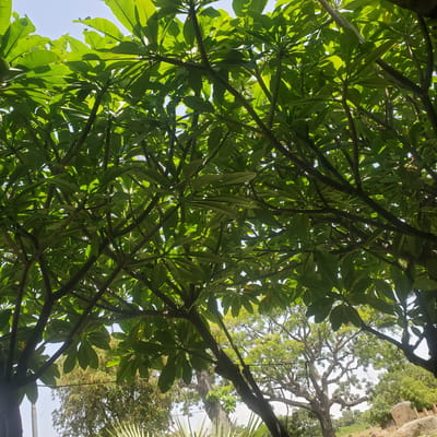 In Ribina East, Nigeria, an outdoor scene is captured from a low-angle perspective, looking up through the dense canopy of green leaves of a tree, likely a frangipani, with sunlight filtering through. The leaves are vibrant green, with visible veins, and are arranged on dark branches that form a complex network against a bright blue sky. In the background, other trees with lighter green foliage are visible, along with a portion of a building with a light-colored, textured wall. The ground below appears to be a mix of dry earth and rocks, with some lighter-colored vegetation in the foreground. The overall impression is one of lush greenery and natural light, suggesting a tropical or sub-tropical environment.