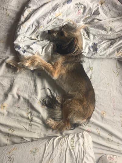 A medium-sized, shaggy dog with tan and brown fur is lying on a bed with a white duvet cover featuring a delicate floral print. The dog is curled up on its side, facing left, with its head resting on a crumpled pillow. One of its front paws is extended upwards, resting on the duvet. The dog's tail, which is dark and bushy, is curled around its body. The lighting is soft, suggesting an indoor setting, possibly a bedroom. The image does not provide any information about the location within the city of Zima Juzhnaja, Russia.