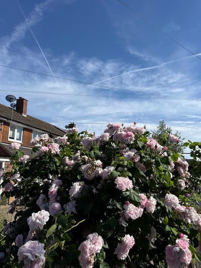 The image captures a sunny outdoor scene, likely in a residential area of West Oxfordshire, United Kingdom, indicated by the architectural style. A profusion of pink and white roses dominates the right side of the frame, suggesting a garden or hedge. Behind the roses, part of a two-story brick building with a brown roof and white-framed windows is visible. A chimney and a satellite dish or antenna are also attached to the building. Overhead power lines stretch across the top left corner of the frame against a bright blue sky filled with cirrus clouds and airplane contrails. The image appears to be taken from a low angle, tilted slightly to the left.