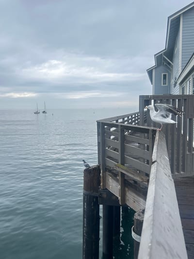 The image depicts a detailed view of a marine environment, specifically from Stearns Wharf in Santa Barbara, United States, on an overcast day. In the immediate foreground and mid-ground, a weathered wooden pier structure is visible, featuring a railing that extends along the right side of the frame. A large white and grey seagull is perched on the top rail of this wooden railing, facing left with its wings partially extended upwards and outwards. Below and to the left of the seagull, a dark grey pigeon is perched on a thick, dark wooden piling that supports the pier structure, positioned just above the calm, dark blue-grey ocean water. To the right of the seagull, a multi-story building with light blue horizontal siding and visible windows is partially seen, extending into the frame from the upper right, built directly over the water as part of the wharf. The ocean occupies the majority of the left and central background, appearing tranquil with subtle ripples. In the mid-distance on the water, two sailboats with visible masts are present, along with several indistinct buoys or markers scattered towards the horizon. The sky overhead is uniformly grey and cloudy, indicating an overcast condition.
