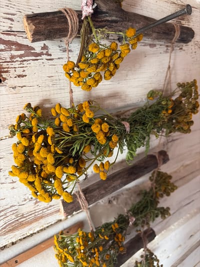 The image shows several bundles of dried yellow flowers, likely tansy, hanging from rustic wooden beams against a white, weathered wooden wall. The beams themselves are rough and appear to be natural branches, one of which is secured with a nail. Twine is used to hang the floral bundles. The overall scene evokes a rustic, perhaps traditional, setting. The location is specified as Myandigi, Russia. There are no people or animals visible in the image.