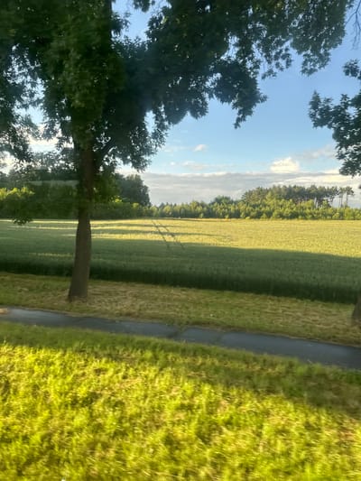 The image depicts a rural landscape in the vicinity of Marcinowice, Poland, likely during daylight hours. A paved path or road runs horizontally across the lower portion of the frame, bordered by vibrant green grass. Beyond the path, a large field of green crops, possibly wheat or barley, stretches into the distance, illuminated by sunlight which casts long shadows. A solitary tree stands in the mid-ground, its trunk dark and its leaves lush green, partially obscuring the view of the field. In the background, a dense line of trees forms a natural horizon, with a stand of taller pine trees visible towards the right. The sky above is a clear blue, interspersed with scattered white clouds. The overall impression is one of a peaceful, sun-drenched agricultural setting.