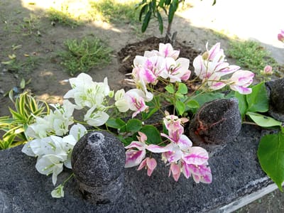In the city of Blangpanjoe, Indonesia, two grey, textured stone decorative spheres are positioned on a dark grey, rough-textured stone ledge or wall. Bougainvillea flowers, with delicate white and pink petals, are draped over the ledge, extending from the left and right sides of the frame. The background consists of a dirt ground with sparse green vegetation and a small tree. Sunlight casts shadows across the ground and illuminates parts of the scene.
