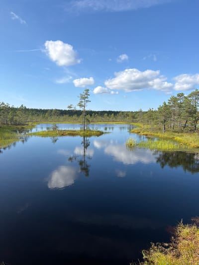 This is a vertical, slightly low-angle photograph of a tranquil bog landscape in Kolga alevik, Estonia. The scene is divided horizontally by the reflective surface of dark, still water. The top half of the image features a bright blue sky with scattered, fluffy white clouds, some of which are elongated and wispy. The sun appears to be high in the sky, suggesting it is midday or early afternoon. The weather is clear and pleasant.
The bottom half of the image is a mirror reflection of the sky and the surrounding environment. On the left side of the water's edge, a dense line of pine trees with green foliage stretches across the frame, receding into the distance. Interspersed among the trees are areas of tall, green grass. A single, slender pine tree stands in the water, its reflection a sharp, vertical line in the dark water. The overall mood of the photograph is peaceful and serene, emphasizing the natural beauty of the bog. There is no visible text in the image.
