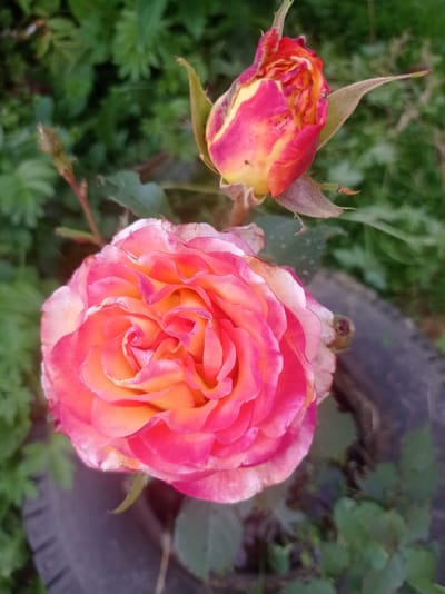 A close-up, slightly angled outdoor shot showcases a vibrant pink and orange rose in full bloom, its petals tightly furled in the center and unfurling outwards with delicate ruffled edges. Adjacent to it, a rosebud of similar coloring, with streaks of yellow and deep pink, remains partially closed. The roses are set against a backdrop of lush, green foliage, suggesting a garden setting. A dark, textured surface, possibly a tire, is visible in the lower right quadrant of the image. The lighting suggests it is daytime, with soft, natural light illuminating the flowers. The location is identified as Дукорскі сельскі Савет, Belarus.