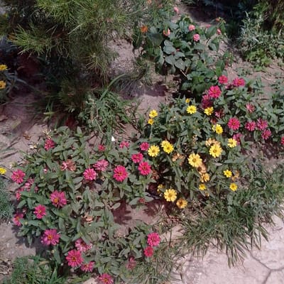 The image shows a close-up view of a flower bed containing various colorful flowers, primarily zinnias. There are multiple clusters of bright pink and deep magenta zinnias, some in full bloom and others as buds. Interspersed among the pink flowers are several yellow zinnias, also in various stages of development. The flowers are growing in dark soil, with green leaves and stems visible. In the background, there is a dense growth of evergreen shrubbery with long, needle-like leaves. Some dried brown leaves and flower heads are also present in the flower bed. The ground appears to be dry soil and there is a paved stone pathway on the right side of the image. There are no people or animals visible in the scene. The overall impression is of a well-maintained garden or park area.