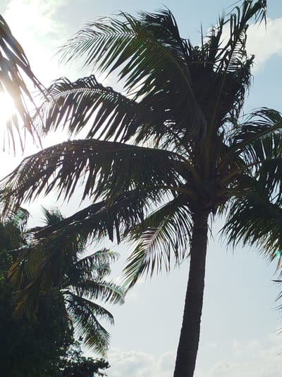 The image is a low-angle shot looking up at a silhouetted coconut palm tree against a bright sky with scattered clouds. The sun is partially visible through the palm fronds, creating lens flare and highlighting the edges of the leaves. The fronds are dark green and appear somewhat dry and tattered in places. A second, smaller palm tree and lush green foliage are visible in the lower left portion of the frame. The overall impression is a tropical scene, consistent with the location of Hinnavaru, Maldives.