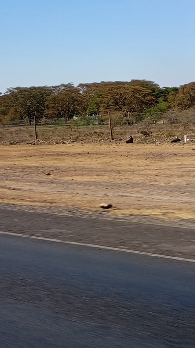 The photograph shows a road in the foreground with a brown, arid landscape beyond it. A sparse line of trees is visible on the horizon under a clear blue sky. In the landscape, a few dark shapes that might be rocks or animals are scattered. A simple wire fence runs parallel to the road, adding a sense of enclosure to the barren environment.