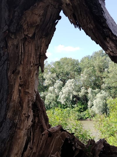 A medium shot captures a natural scene with a body of water, vegetation, and a fragmented tree trunk. The foreground is dominated by the rough, textured bark of a broken tree trunk, framing a view into the distance. Through a triangular opening in the trunk, a body of murky water is visible, bordered by lush green foliage. Behind the water, a dense canopy of trees with both dark green and lighter, silver-green leaves creates a layered effect. The sky above is a clear blue with a few scattered white clouds. The image is static and shows no human presence or activity. The location is described as Fyodorovskaya, Russia.