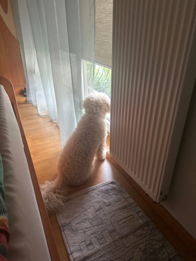 A cream-colored poodle is sitting on a wooden floor, facing a window. The poodle has curly fur and is positioned on its hind legs. The window is covered by sheer white curtains, and a portion of a vertical radiator is visible to the right of the dog. In the foreground, a rectangular rug with a grey and white patterned design lies on the floor. To the left of the dog, a portion of a bed with a white duvet and a wooden frame is visible. The background shows greenery through the window, suggesting an outdoor environment. The overall scene appears to be an indoor setting in a home.