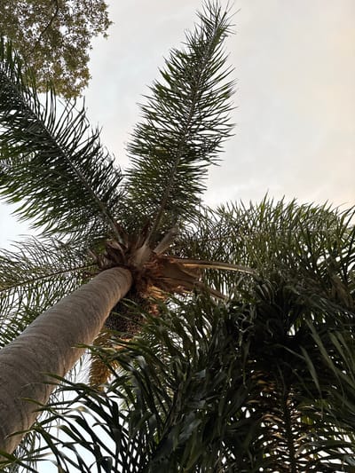 This image, taken from a low-angle perspective looking upwards, showcases a cluster of palm trees against a pale, overcast sky. The foreground is dominated by the thick, textured trunk of a large palm tree, which curves upwards and to the left. Its trunk displays a distinct pattern of horizontal rings. The fronds of this palm tree, long and feathery, fan out from the top of the trunk, creating a dense canopy. To the right and further back, other palm trees are visible, their fronds also filling the frame. The leaves are a deep green, some appearing darker due to shadow and density, while others are lighter where they catch the diffused light. In the upper left corner, the branches and sparse foliage of a deciduous tree are visible, contrasting with the palm fronds. The overall impression is one of lush tropical vegetation. The image is believed to have been captured in South Venice, Florida, United States of America.
