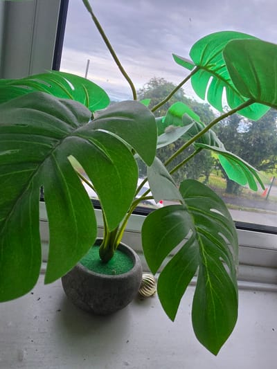 An artificial Monstera deliciosa plant is positioned on a white windowsill, viewed from a slightly elevated angle. The plant features multiple large, matte, deep green leaves with characteristic fenestrations and visible veins, emanating from thin green stems. It is rooted in a round, grey, textured pot filled with bright green artificial material simulating soil. To the right of the pot, a small, golden, ribbed spherical ornament rests on the windowsill. The windowsill itself is off-white and shows minor dust and scattered dark debris.
Through the window, an outdoor scene under an overcast sky is visible. The immediate outdoor environment is dominated by green trees and foliage. A paved surface, consistent with a road or pathway, is discernible in the mid-ground, where a single orange traffic cone stands upright. The window pane exhibits some minor smudges and reflections. The window frame, consisting of both dark and light grey or white sections, is visible along the left and top edges of the glass. The depicted outdoor environment is situated in Shotton, United Kingdom. No individuals are present in the image.