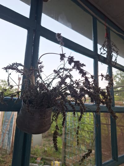 A still life image features dried lavender plants hanging from a window frame. In the foreground, a metallic pot filled with dried lavender is suspended by string. To the right, another bunch of dried lavender is tied with red string and hangs from the window frame. The window has a dark green frame. Beyond the window, a blurred background shows greenery and what appears to be a fence. The lighting suggests an outdoor scene, possibly in Nabran, Azerbaijan, given the characteristic window style and greenery. There are no people visible in the image.