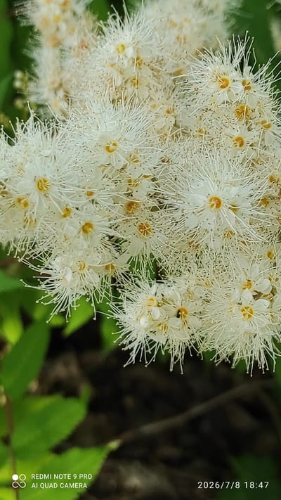 The image is a close-up, medium shot of a cluster of small white flowers with delicate, feathery petals and yellow centers. The flowers are densely packed together, creating a fluffy appearance. Some of the flowers have thin, white stamens that extend outwards, giving them a starburst effect. The background is softly blurred, with hints of green foliage and darker, out-of-focus elements suggesting a natural outdoor setting.

A small insect, possibly a bee, is visible on one of the flowers on the right side of the frame. The lighting suggests it is daytime, with a soft, diffused light illuminating the flowers. There is no indication of specific weather conditions, but the vibrant green in the background implies a temperate climate.

In the upper right corner of the image, there is text that reads "2026/7/8 18:47". Along the right edge of the image, vertically oriented text reads "REDMI NOTE 9 PRO AI QUAD CAMERA", accompanied by a circular logo. The overall impression is one of natural beauty and a moment captured in time within a garden or woodland environment in Iisalmi, Finland.