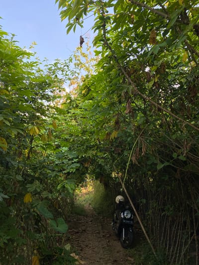 The image shows a dirt path leading through a dense green tunnel of trees and foliage. The path is covered with fallen leaves and debris. On the right side of the path, a black motorcycle is parked, with a white helmet resting on the seat. The motorcycle has a license plate that reads "AE 2560 UY". The trees are tall and have thick trunks, with some branches hanging over the path, creating a natural archway. The foliage is a mix of green and yellow leaves, suggesting a tropical environment. The sky is visible in the background, with a clear blue sky. The scene appears to be in a rural or natural setting, possibly in the village of Kresek, Indonesia, given the presence of the motorcycle and the tropical vegetation. The overall impression is one of a secluded and natural pathway, possibly used for transportation or recreation.
