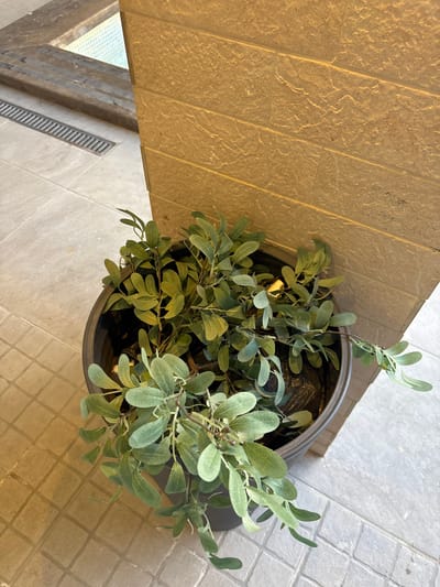 A potted plant with green leaves sits on a tiled floor next to a tiled wall. The tiled wall is a light brown color and appears to be made of large rectangular stones. The tiled floor is a light gray color with a grid pattern. In the background, there is a glimpse of what appears to be a swimming pool with blue tiles and a drainage grate. The image was taken in Ayn al Basha, Jordan.