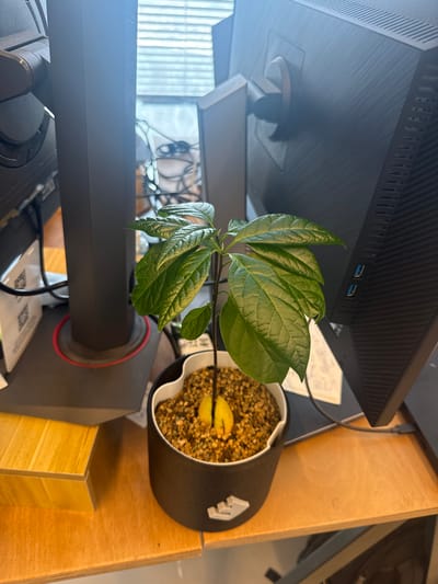 A high-angle shot depicts a sprouted avocado seed with green leaves growing in a small black and white pot filled with gravel. The pot sits on a wooden surface, near a black computer monitor. The environment suggests an indoor workspace, possibly an office or home office. The exact location within the Sdot Negev Regional Council, Israel is not identifiable from the image. No people are visible.