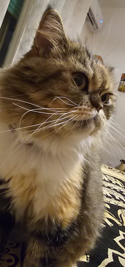 The image is a close-up, low-angle shot of a fluffy, long-haired cat with tabby markings. The cat has prominent white whiskers. Its fur is a mix of brown, tan, and white. The background is out of focus, showing a patterned surface that appears to be a blanket or bedding, and what looks like a wall with some objects, possibly an air conditioning unit with a blue light. The lighting is dim, suggesting an indoor setting. There is no identifiable location within the city of Dogato, Italy, or any people present in the image.