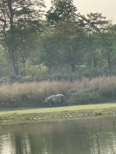 The image shows a lakeside scene in Patharbojhi, Nepal. A large, grey animal, possibly a water buffalo, stands on the grassy bank, near the water's edge. Dense trees and foliage line the opposite side of the grassy area. The water surface is calm. The sky is overcast.