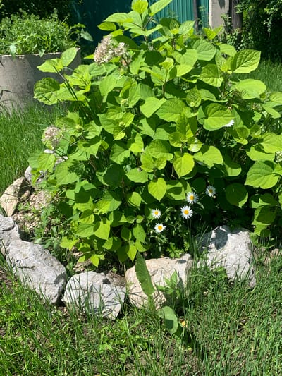 The image depicts a sunny outdoor scene in Kavalerovo, Russia, featuring a lush green hydrangea plant with several white and yellow daisies blooming at its base. The plant is partially encircled by large, light-colored stones. In the background, a concrete structure and a green fence are visible, surrounded by grass and other foliage. The lighting suggests it is daytime, likely late morning or early afternoon. No people are present in the frame.