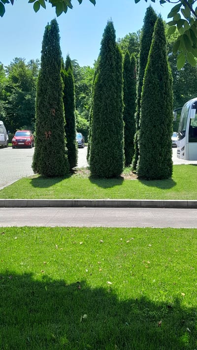 A row of tall, conical evergreen trees stands on a paved area next to a manicured lawn. In the background, several cars are parked, including a red SUV and a dark sedan. A white bus is visible on the right side of the image. The scene appears to be a parking area or roadside in a park-like setting, likely in Dalbok Dol, Bulgaria, given the context. The sky is clear and blue.