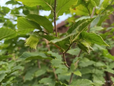 This is a close-up, eye-level, outdoor photograph of green foliage on a tree. Two immature nuts, encased in their husks, are visible. The leaves are serrated and have visible veins. The background is blurred, showing hints of a roof and the sky. A timestamp in the bottom right corner reads "13.07.2026 18:30". The image was taken in Қырғауылды, Kazakhstan.