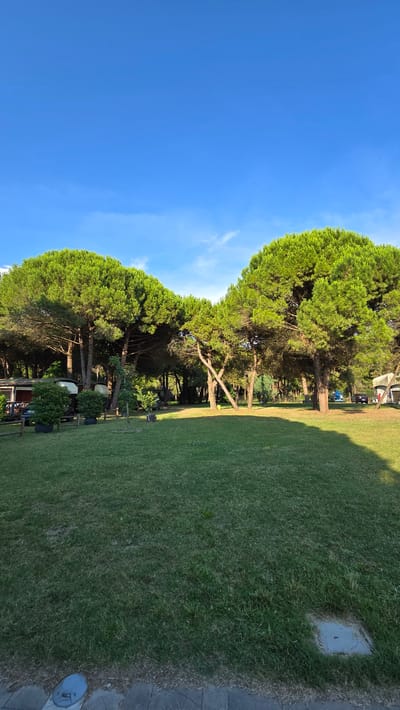 The image depicts a sunlit outdoor scene, likely in San Michele al Tagliamento, Italy. The primary subjects are a row of mature pine trees with dense, green foliage, their trunks casting long shadows across a well-maintained grassy area. The trees are arranged in a curve, creating a natural boundary between the sky and the lawn.

The sky is a vibrant, clear blue with a few wispy white clouds, suggesting fair weather. The time of day appears to be late afternoon or early evening, as indicated by the long shadows. The grassy area is extensive and appears to be part of a park, campground, or resort, with hints of structures and perhaps some vehicles visible in the background, partially obscured by the trees. A paved pathway or edge can be seen on the right side of the frame, bordering the grass. A light fixture is also visible on the pathway.

There is no discernible human activity or specific event taking place. The scene is peaceful and serene, with a focus on the natural landscape. The lighting suggests a warm, pleasant atmosphere. No visible text is present in the image.