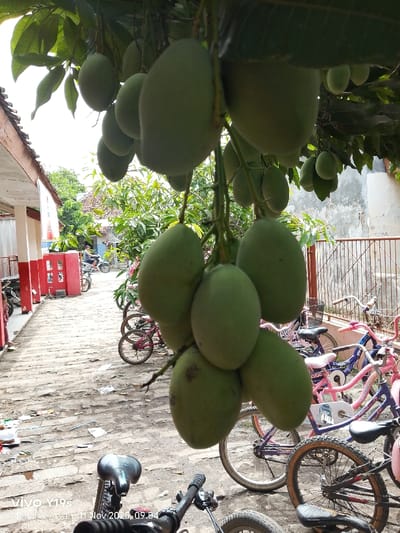 A cluster of green mangoes hangs from a tree branch. Below, a collection of bicycles in various colors and sizes line a brick path. In the background, a red and white building and a fence are visible. A motorcycle is parked nearby, and a person rides another motorcycle further down the street. The overall scene appears to be an outdoor space in a residential area.