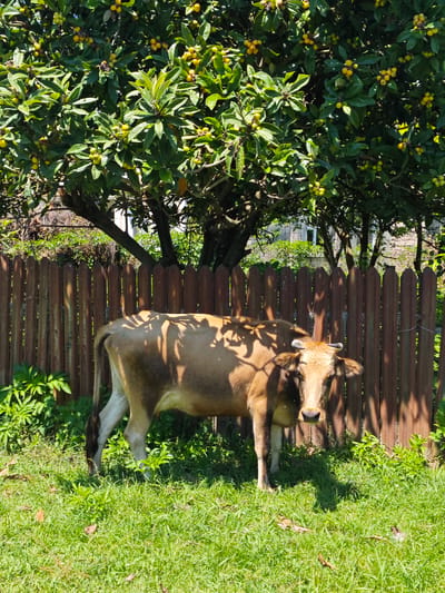 A light brown cow with short horns stands in a sunny, rural outdoor setting in Warcha, Abkhazia. The cow is positioned towards the center-left of the frame, facing slightly towards the viewer. Its coat is a warm tan color, and dappled sunlight casts distinct shadows across its back and side from the overhead tree canopy.

The cow stands on lush green grass, with some fallen leaves visible in the foreground. Immediately behind the cow is a weathered, reddish-brown wooden picket fence, which appears old and rustic.

Dominating the upper portion of the image is a large, leafy tree heavily laden with numerous small, round, yellow-orange fruits. These fruits are characteristic of loquats (Eriobotrya japonica). The tree provides shade over parts of the scene, creating strong contrasts between sunlight and shadow. In the background, beyond the fence and partially obscured by tree branches and foliage, a building (possibly a house) with a visible window can be seen.

The lighting suggests a bright, clear day, likely midday or early afternoon, with strong, direct sunlight creating sharp shadows. The overall scene conveys a peaceful, pastoral atmosphere. There is no visible text in the image.