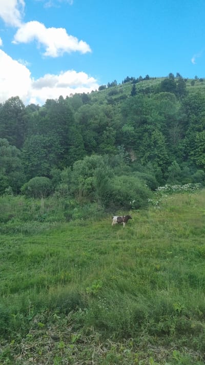 In Yasenytsya-Zamkova, Ukraine, a brown and white cow stands in a lush green pasture under a bright blue sky dotted with fluffy white clouds. The pasture is bordered by a dense forest of varying shades of green trees that climb up a rolling hillside. A few wisps of white vegetation are visible in the middle ground of the pasture. The overall scene depicts a serene natural landscape.
