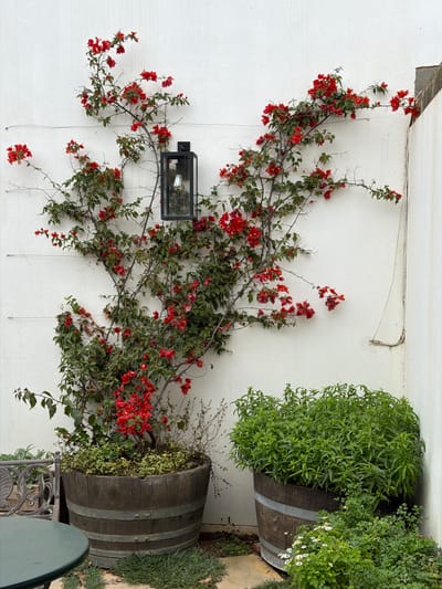 This outdoor scene features a vibrant red bougainvillea vine climbing a textured white wall, creating a striking contrast. The vine, lush with red bracts and green leaves, is supported by wires attached to the wall. A black, rectangular outdoor lantern with a visible lightbulb is mounted on the wall, partially obscured by the bougainvillea branches.
To the right of the frame, two large wooden barrel planters are visible. The top barrel is filled with dense, light green foliage, possibly herbs, with a few small white flowers peeking out from the plant in the lower barrel. The barrels are banded with metal rings, showing the rustic character of old wine or whiskey barrels repurposed as planters.
The ground around the barrels is a mix of bare earth and small green ground cover plants. In the lower right corner, the edge of a dark green round table and a portion of an ornate, dark metal chair or bench are visible, suggesting a seating area. The overall lighting is soft and diffused, indicating daytime, possibly overcast or a soft light period. No people are present, and there is no specific activity taking place. The setting, characterized by the bougainvillea and white stucco wall, suggests a warm climate, consistent with the location context of Theewaterskloof Nu, South Africa. There is no visible text in the image.