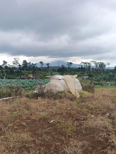 The image displays an agricultural landscape under an overcast sky, located in a rural area within the city of Ngọc Tụ, Vietnam. The foreground consists of dry, reddish-brown earth with sparse withered grass and small green weeds. A prominent, irregularly shaped mound on the right is covered by light-colored, likely beige, tarpaulin or plastic sheeting, with visible sacks beneath or atop it. Dry, brown brushwood is clustered around the base of this mound. A segment of a white pipe is visible lying on the ground in the far left foreground. In the midground, a field of dense green, leafy crops, consistent with cabbage, extends to the left of the covered mound. Beyond this field, several small, basic structures with reddish-brown roofs are partially visible, nestled among a line of various trees. The background features a mountain range, partially obscured by atmospheric haze or clouds, beneath a uniformly gray, cloud-filled sky. No individuals or animals are present.
