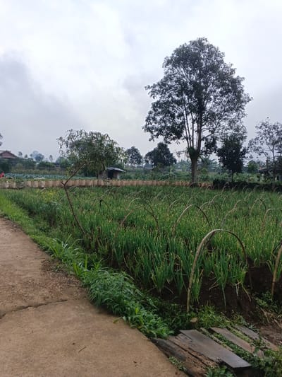 The image captures a serene rural agricultural landscape in Nipa, Papua New Guinea, under an overcast sky. A light-colored concrete path occupies the left side of the foreground, leading into the distance. Adjacent to the path on the right, a lush green field is cultivated with rows of plants resembling scallions or green onions. Numerous slender, arched bamboo structures are interspersed throughout this field, likely serving as supports or for covering the crops.
Along the edge where the path meets the field, there's a strip of wilder green vegetation and a few rough wooden planks laid on the ground, possibly forming a temporary bridge or stepping stones.
In the midground and background, several trees stand out. A large, dark-foliaged tree with a tall trunk is prominent on the right side, extending towards the cloudy sky. Further into the scene, a small, simple wooden hut or shed with a dark roof is visible among other trees and distant cultivated plots on the left side. More agricultural fields can be discerned in the hazy background, suggesting a widespread farming community.
The sky is uniformly light gray, indicating a cloudy or overcast day, with no direct sunlight casting distinct shadows. No people are visible, and there is no discernible text within the frame. The scene portrays a peaceful, productive agricultural setting.