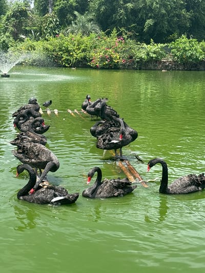 In the city of Xiuying District, China, a group of black swans are gathered on a wooden structure floating in a vibrant green pond. The pond is surrounded by lush greenery, with a fountain spraying water in the background. The swans, distinguishable by their black feathers and red beaks, are positioned in various stances, some preening, others looking alert. The wooden structure appears to be a series of logs tied together, serving as a makeshift platform for the birds. The water is calm, reflecting the surrounding foliage.
