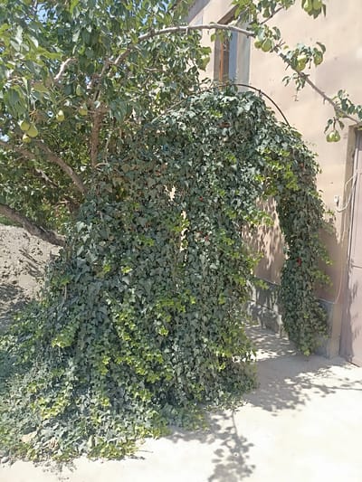 In Aygezard, Armenia, a pear tree is heavily draped with dense ivy, forming a natural archway. The tree, bearing several green pears, is situated near a light-colored building with a brown door. The ivy covers the lower trunk of the tree and extends to the ground, creating a lush green mound. Shadows of leaves are cast on the concrete ground. A window is visible on the building's facade.