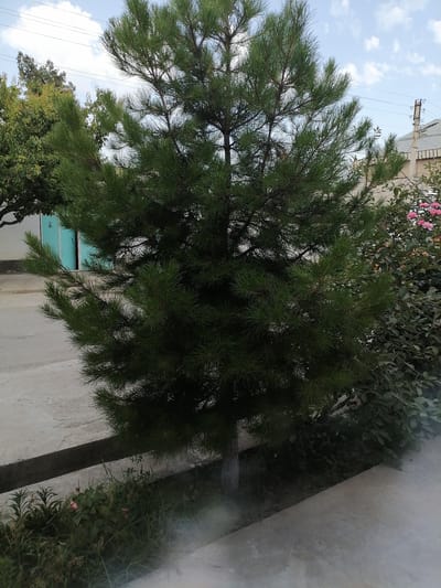 The image shows a medium-sized pine tree with dark green needles in the foreground. Behind the pine tree, there is a building with a light-colored facade and a grey roof. To the right of the pine tree, there is a dense bush with dark green leaves and some pink flowers. To the left of the pine tree, there is a light grey concrete path and a narrow, dark ditch. In the far background, there are power lines and a blue door. The sky is cloudy and light blue. The scene appears to be an outdoor area within a city, likely Gumbaz, Uzbekistan. There are no people visible in the image.