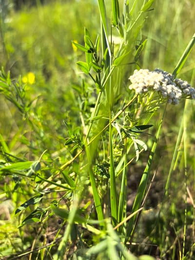The image depicts a close-up view of a grassy field, likely in Peterfeld rural district, Kazakhstan, under bright daylight. The foreground is dominated by various green plants and blades of grass, with some thin stems angling upwards. A cluster of small, white flowers is visible on the right side of the frame. The background is a soft blur of green and yellow, suggesting more vegetation and possibly some distant flowers. The overall impression is one of a natural, sunlit environment.