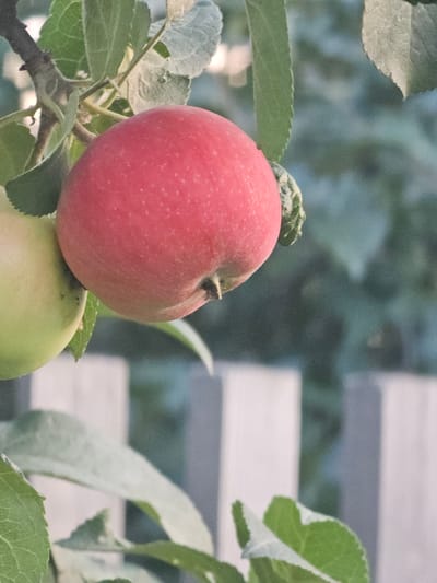 The image displays a close-up view of two apples on a tree branch, with a blurred background of foliage and a light-colored structure that appears to be a fence or railing. The primary subject is a ripe red apple in the foreground, positioned slightly off-center to the left. It has a smooth skin with subtle speckling. Below the red apple, a green apple is partially visible, suggesting the apples are still growing or have been stacked. The branch and surrounding leaves are green and appear healthy.
The scene is outdoors, with natural lighting. The background's blur suggests a shallow depth of field, drawing focus to the apples. The overall impression is one of a natural setting, likely an orchard or a garden. There are no people or animals visible in the image. The time of day and weather conditions are not explicitly indicated, but the lighting appears to be soft, possibly suggesting early morning or late afternoon. The location context provided is Kamen-na-Obi, Russia, which implies the image was taken in this region. There is no visible text in the image.