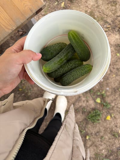 A close-up shot from a high angle shows a person's hand holding a white bucket filled with cucumbers. The person is wearing a beige puffer jacket and white boots. The background is a blurred outdoor scene with dirt, scattered leaves, and some greenery, suggesting a rural or park-like setting, possibly in Yug, Russia. The cucumbers are dark green with visible bumps and appear freshly harvested. The lighting is natural and overcast.