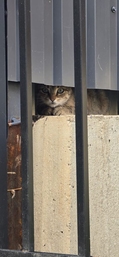 A tabby cat with green eyes is peeking through a gap in a corrugated metal fence, behind vertical black metal bars. The cat is sitting on a rough, light-colored concrete surface. To the left of the concrete, there is a rusty metal surface. The scene appears to be outdoors, potentially in a yard or alleyway, given the materials and fence.